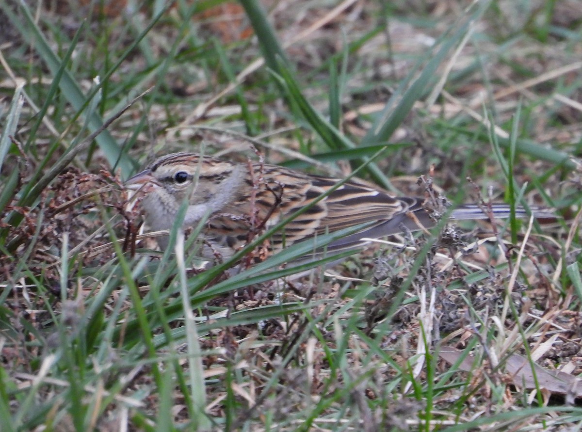 Chipping Sparrow - ML646714626