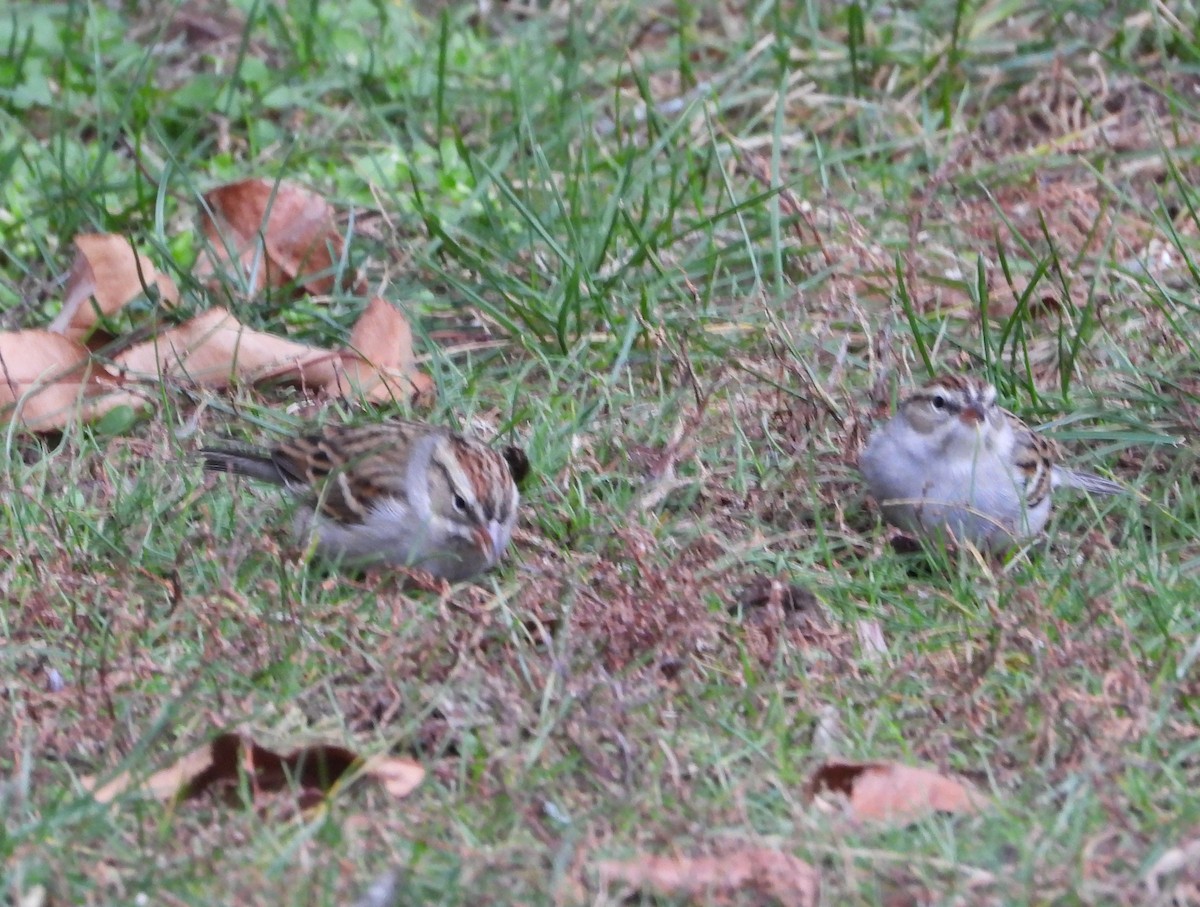 Chipping Sparrow - ML646714627