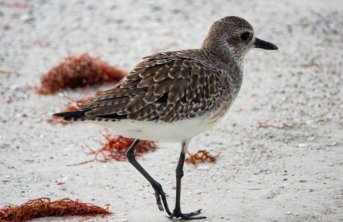 Pivieressa - ML646714628