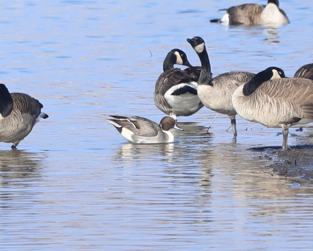 Codone - ML646714629