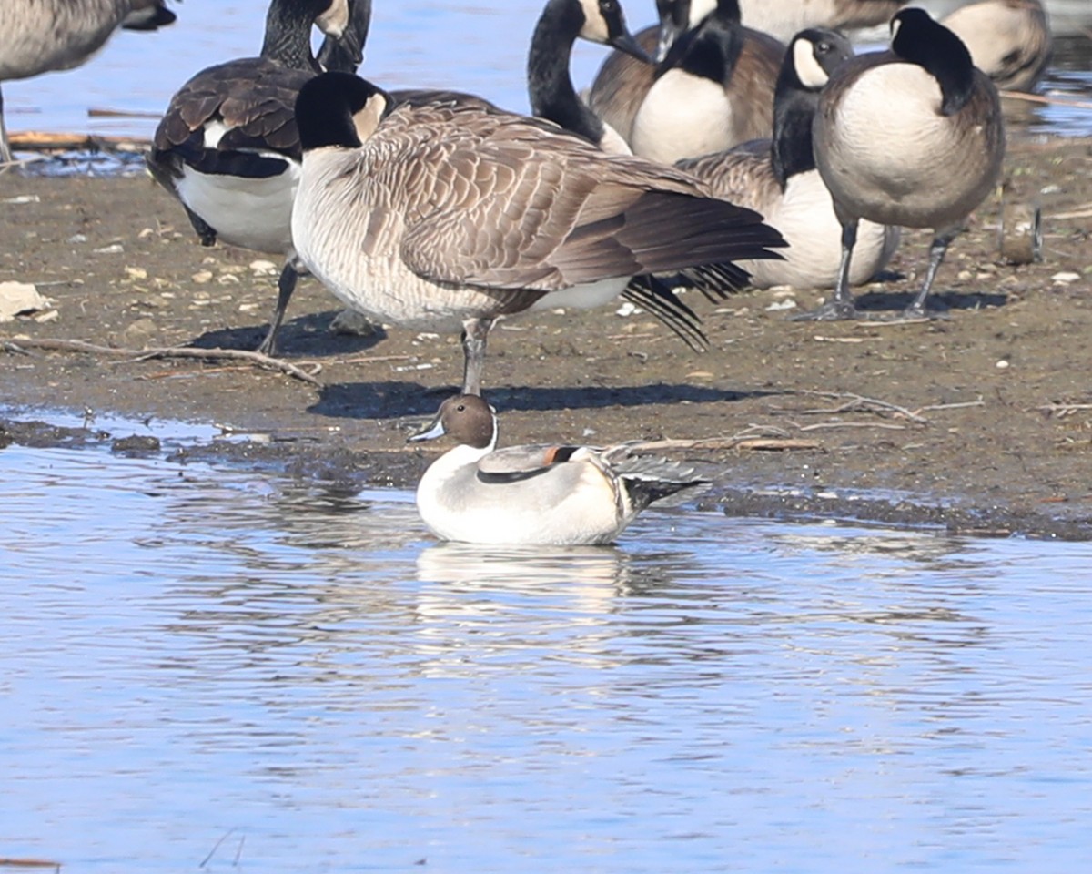 Codone - ML646714630