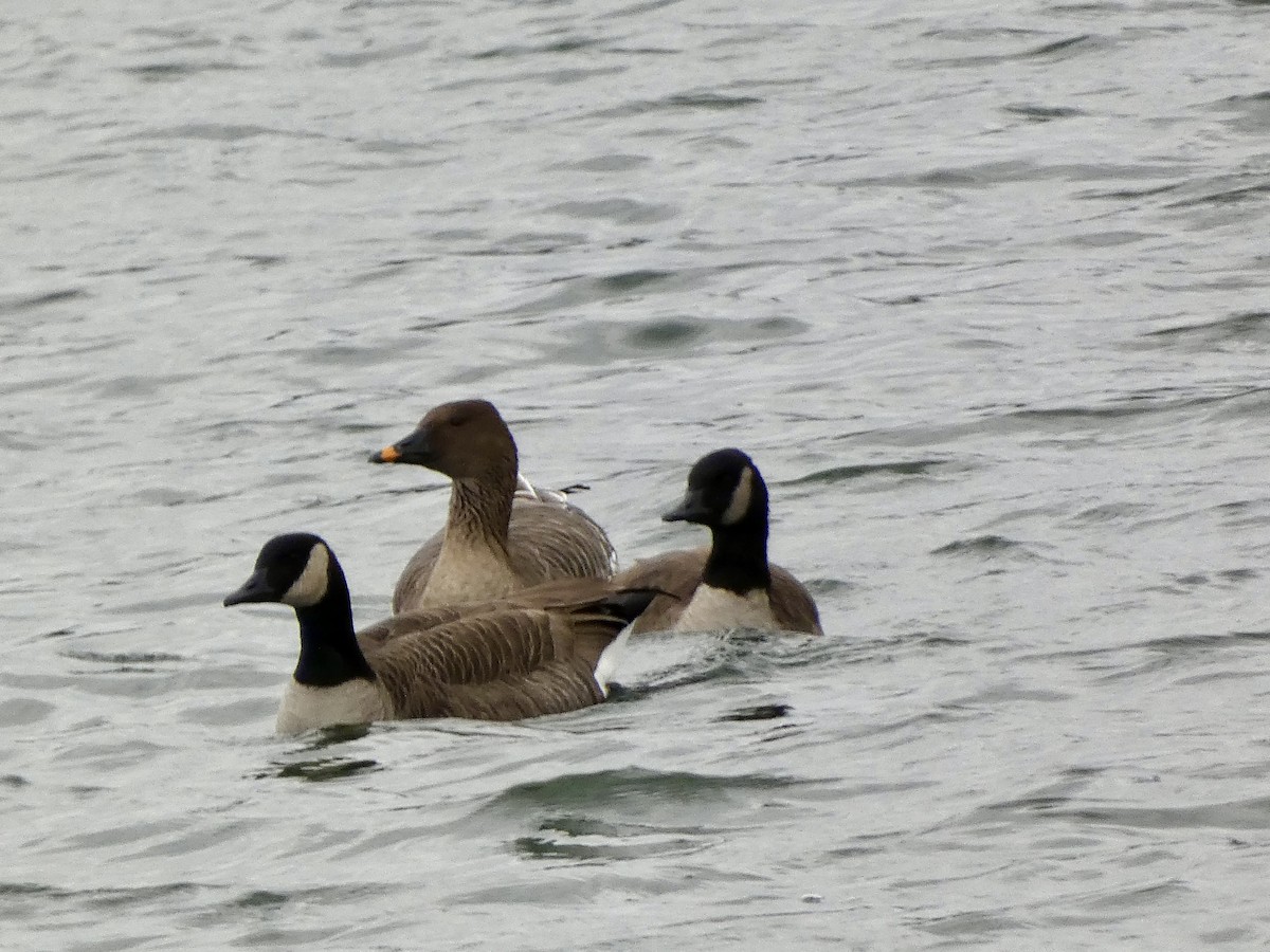 Tundra Bean-Goose - ML646714631