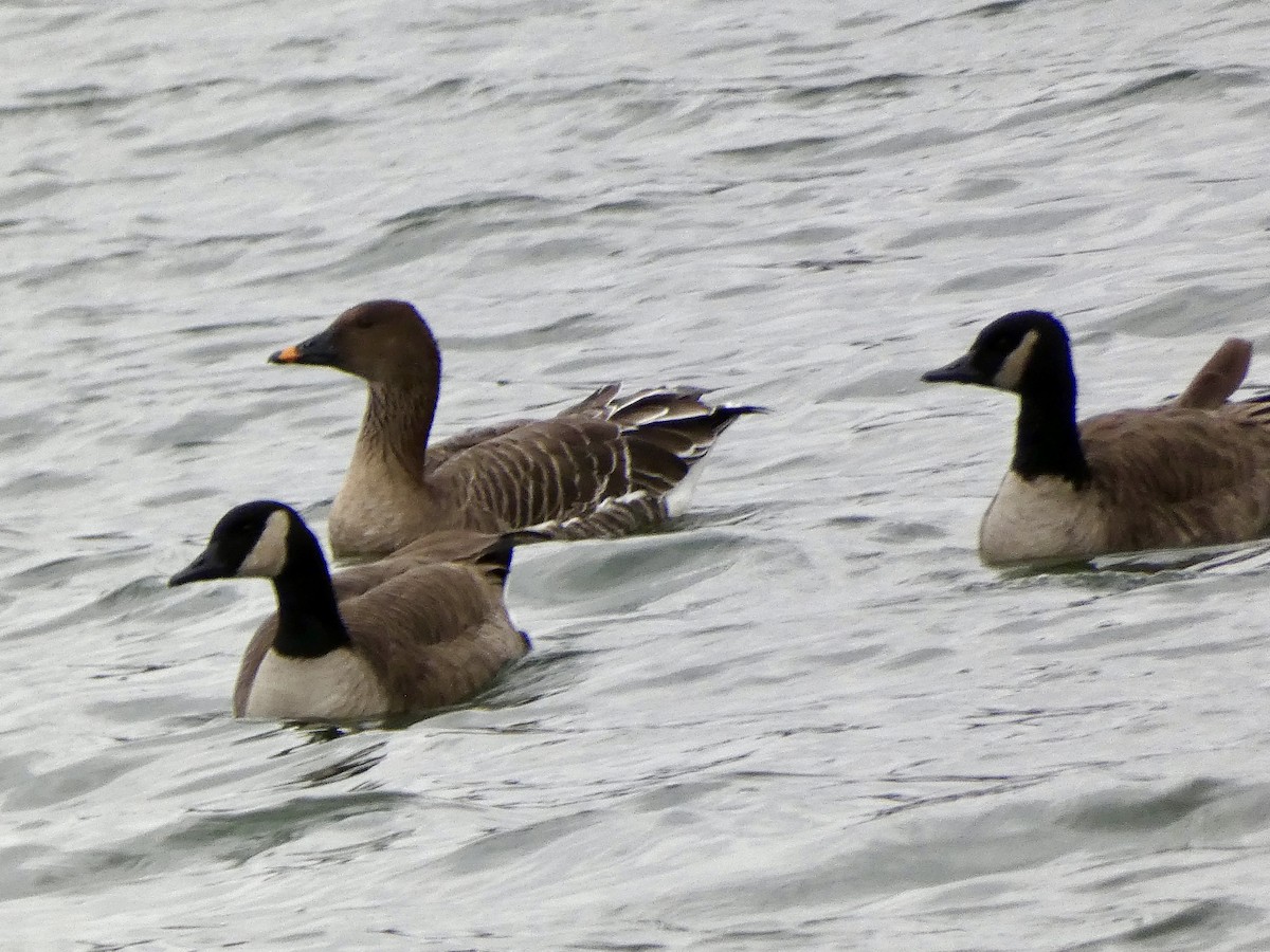 Tundra Bean-Goose - ML646714633