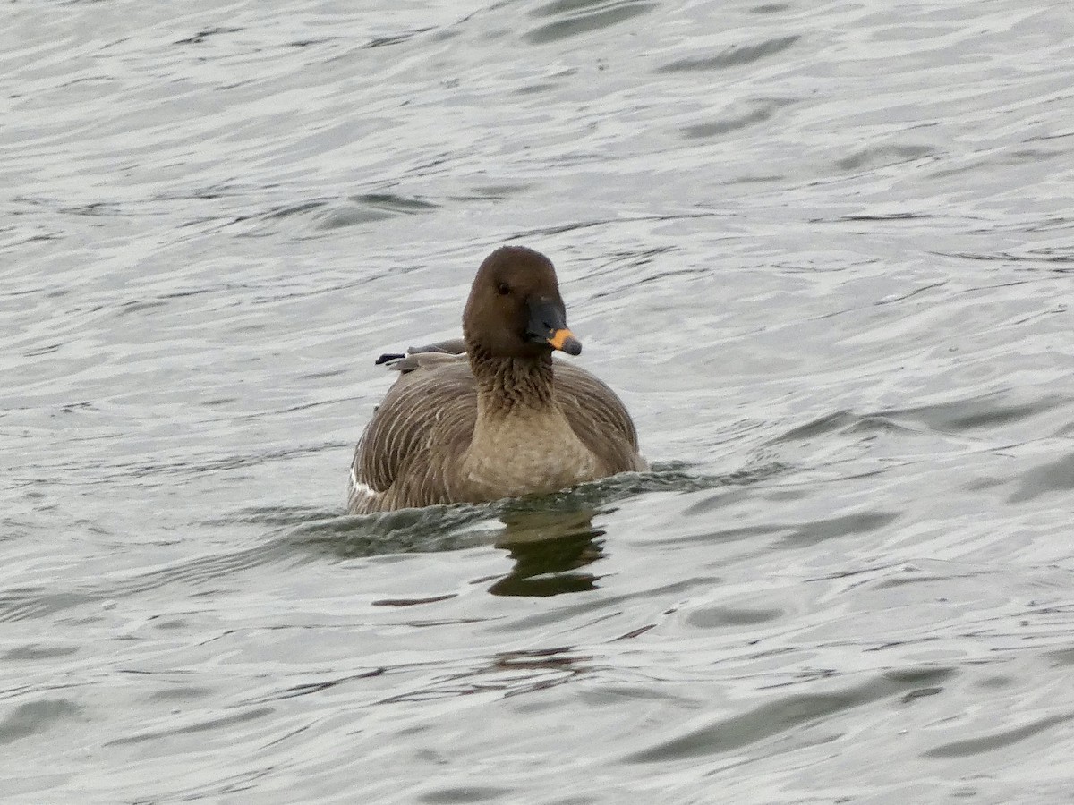 Tundra Bean-Goose - ML646714635