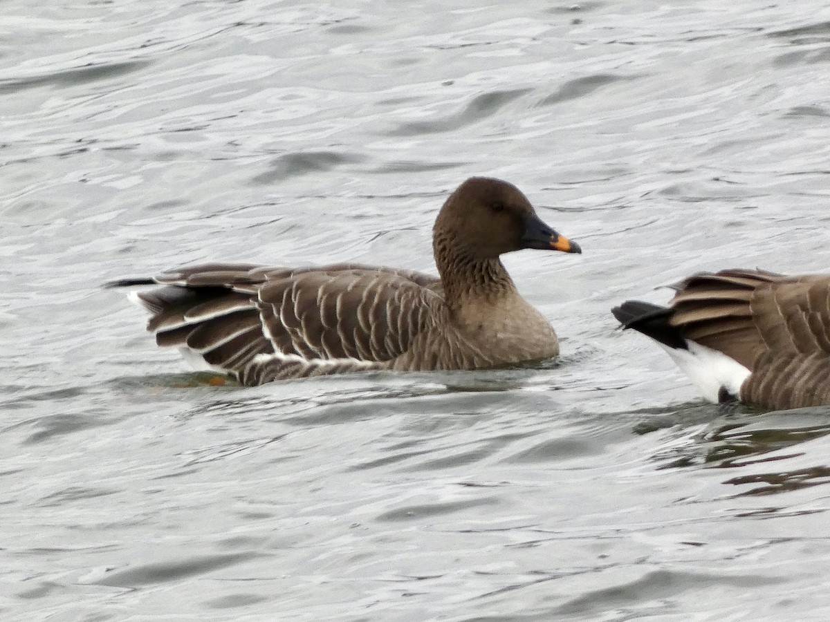 Tundra Bean-Goose - ML646714636