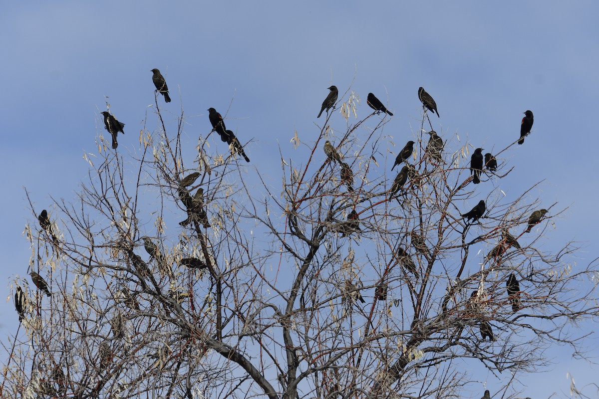 ハゴロモガラス - ML646714637