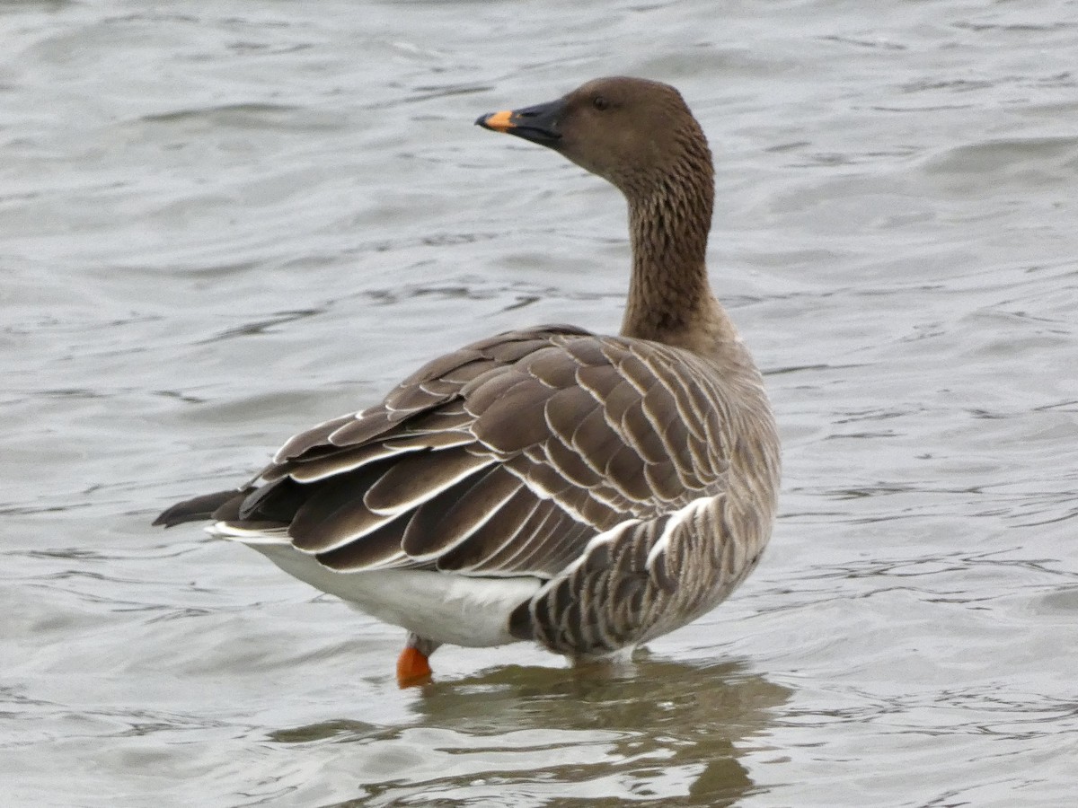 Tundra Bean-Goose - ML646714638