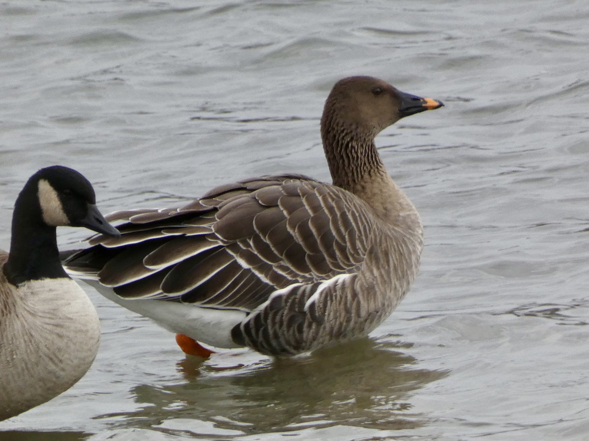 Tundra Bean-Goose - ML646714639