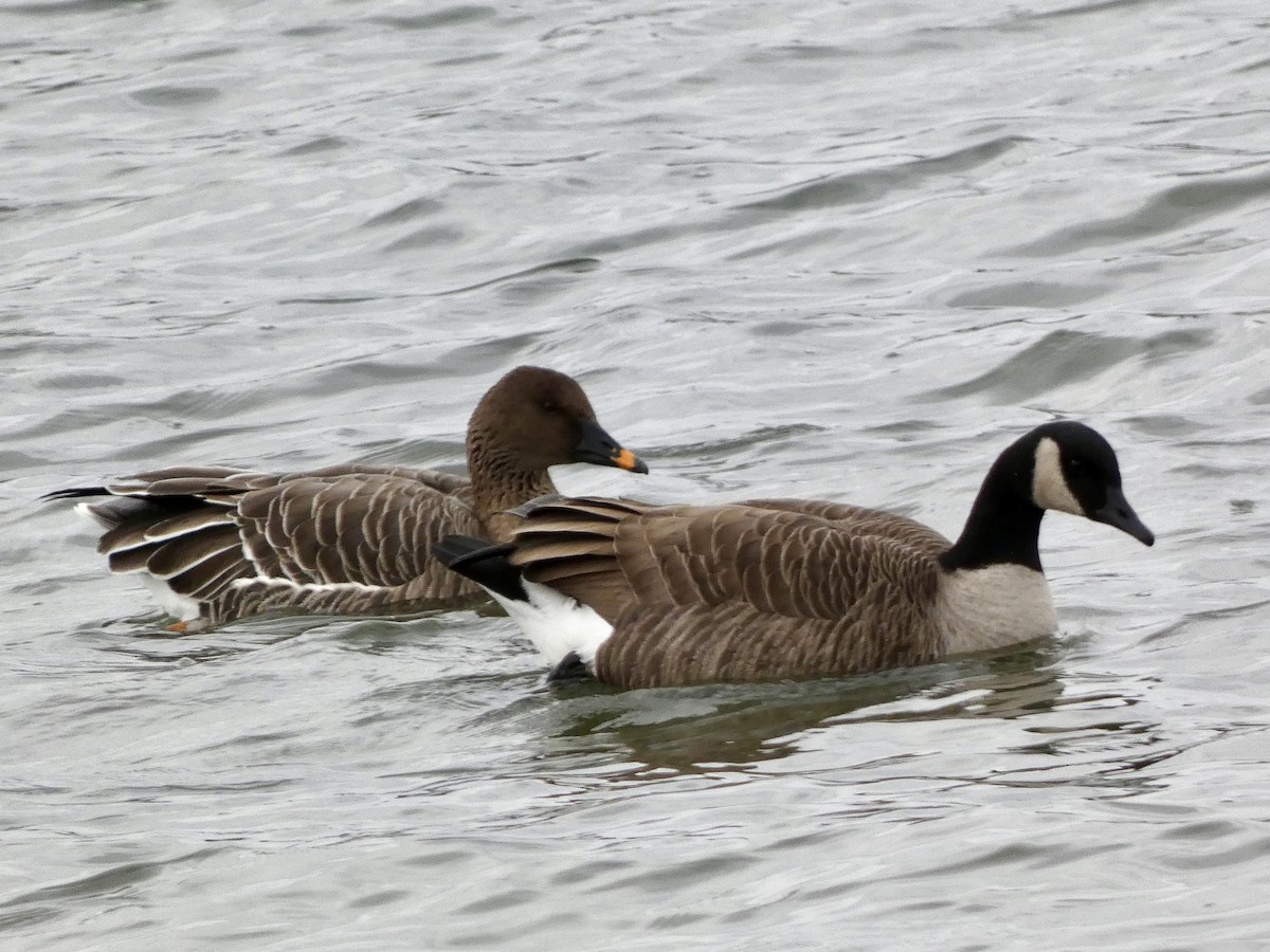 Tundra Bean-Goose - ML646714640