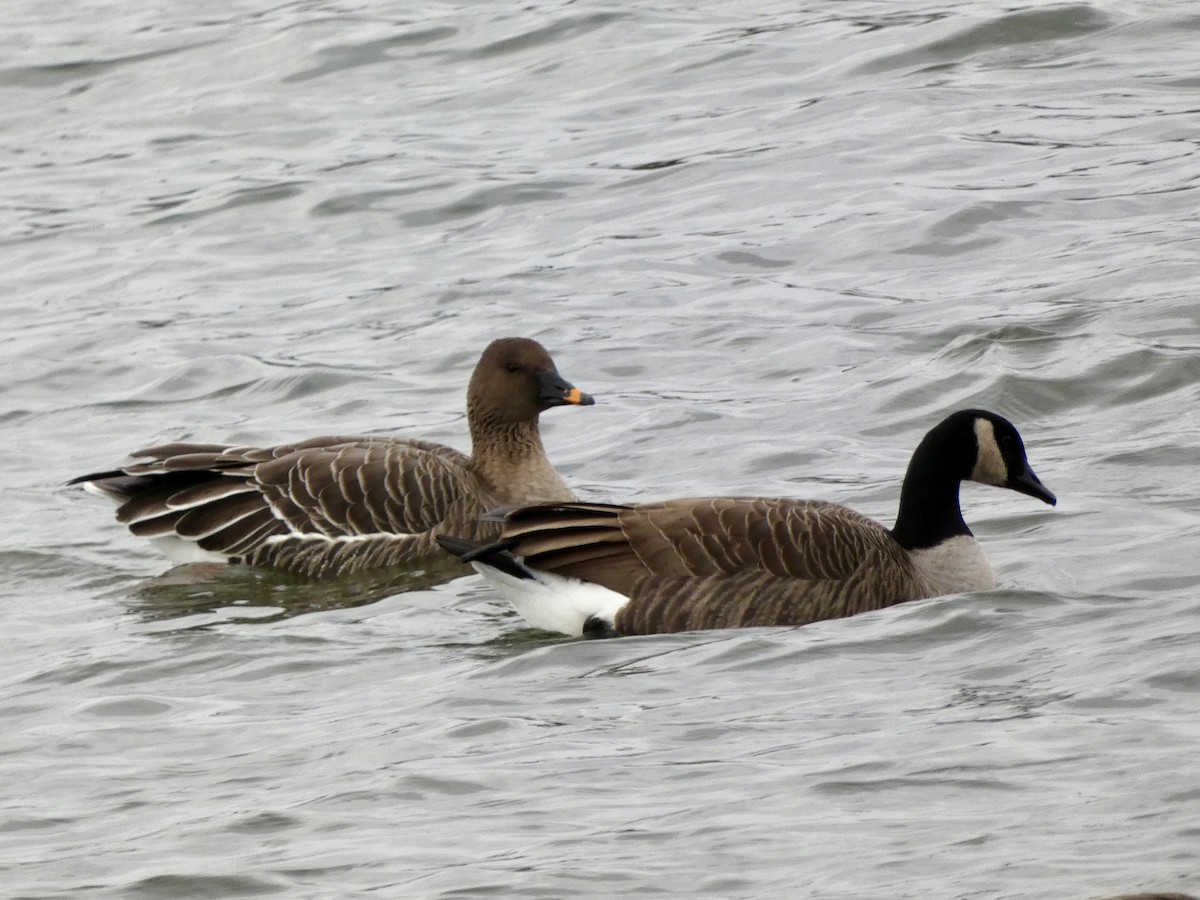 Tundra Bean-Goose - ML646714641