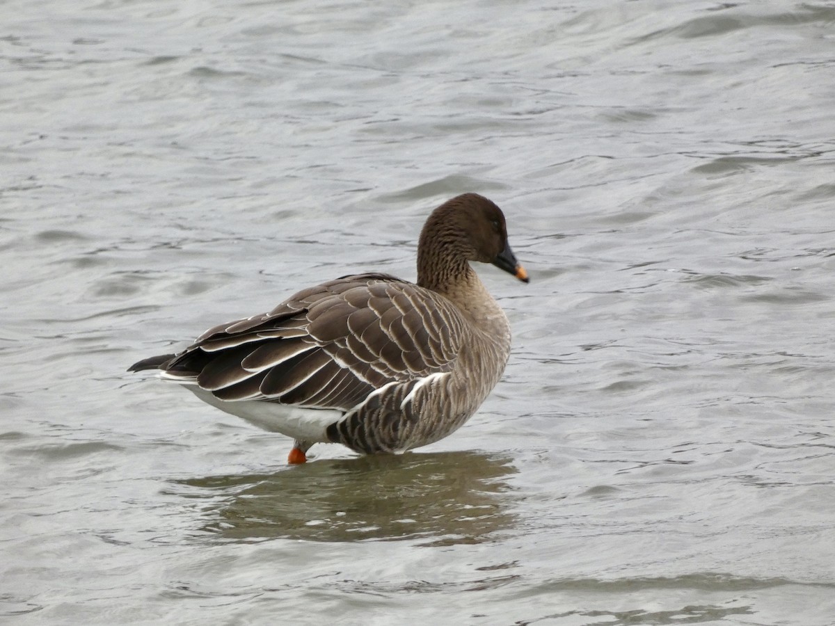 Tundra Bean-Goose - ML646714642