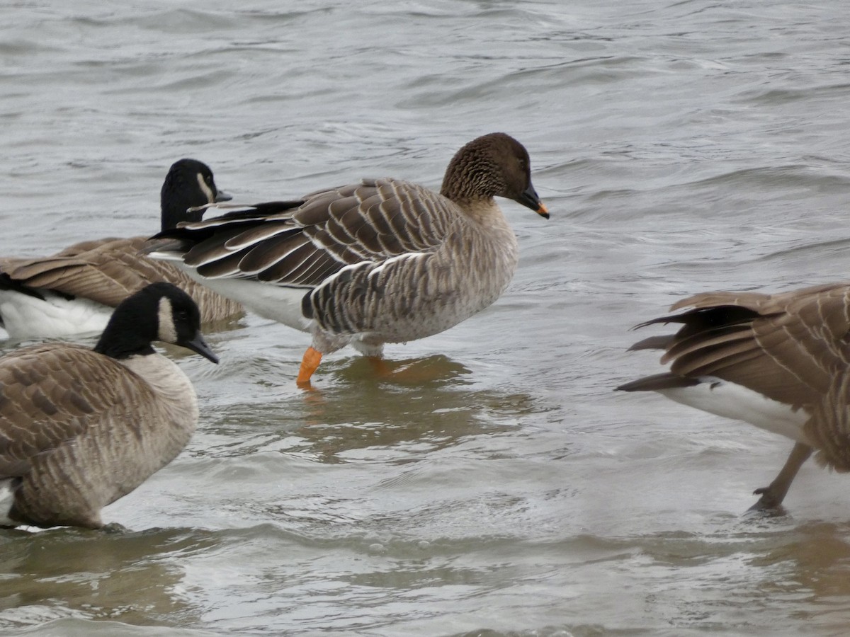 Tundra Bean-Goose - ML646714643