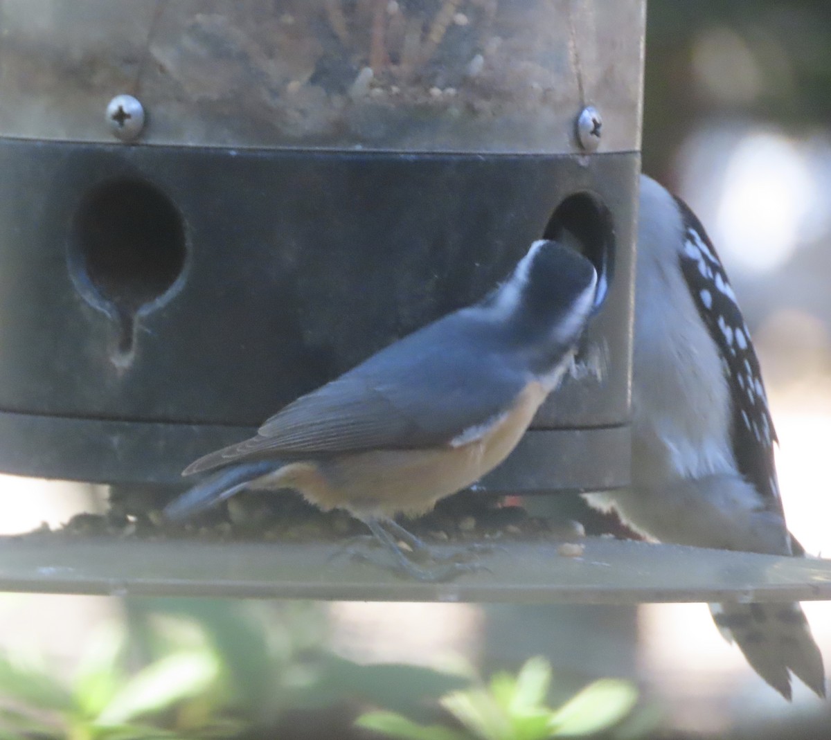Red-breasted Nuthatch - ML646714644
