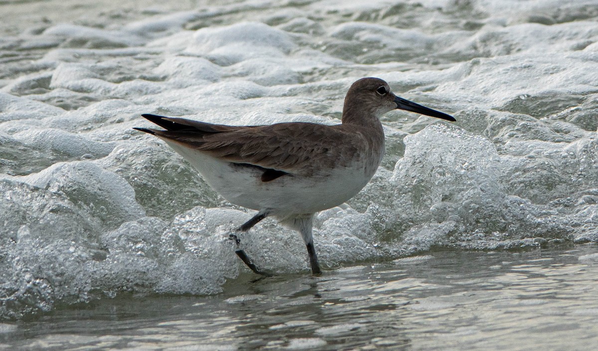 Willet - ML646714645