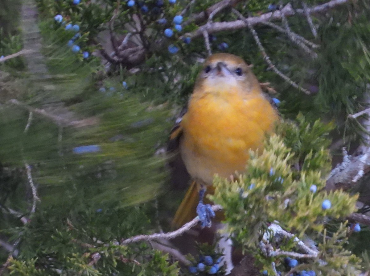 Baltimore Oriole - ML646714646