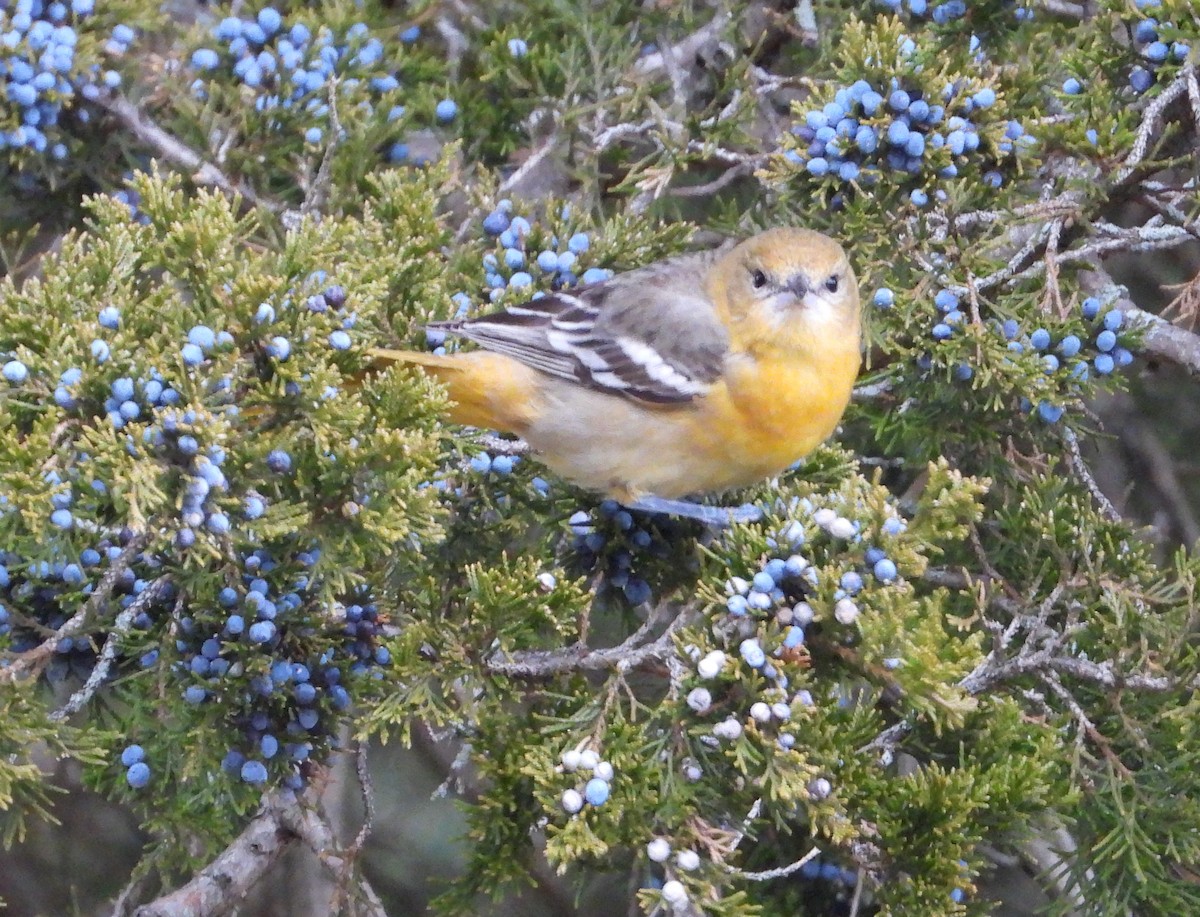 Baltimore Oriole - ML646714647