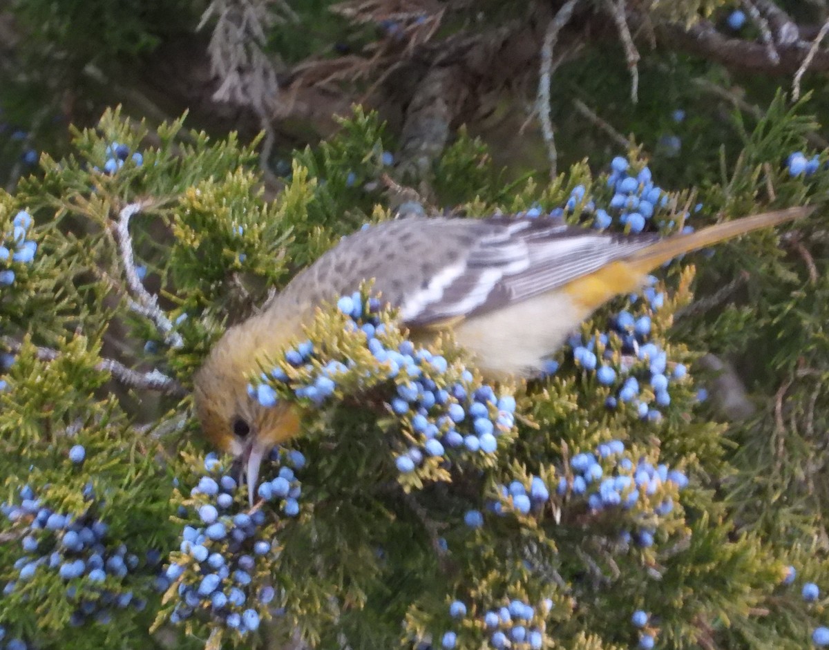 Baltimore Oriole - ML646714648