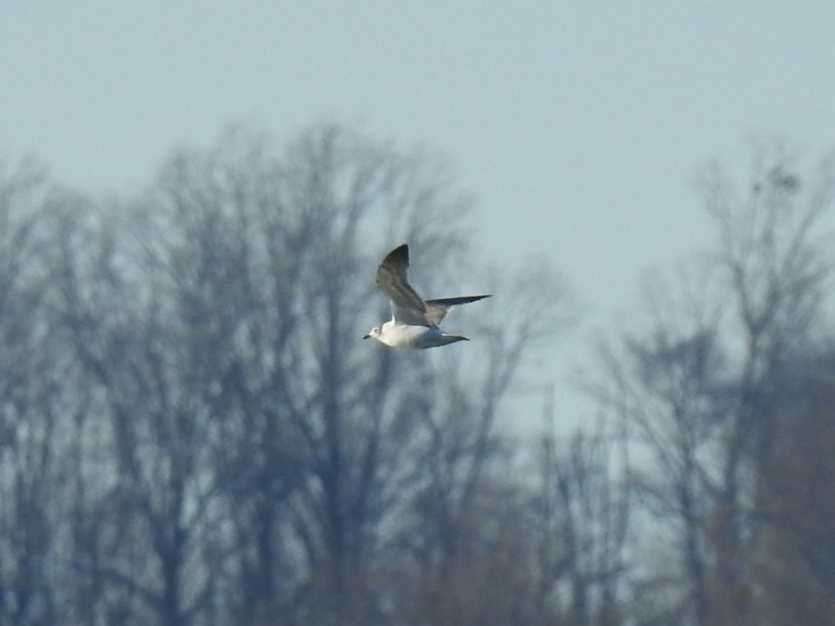 Gabbiano di Franklin - ML646714649