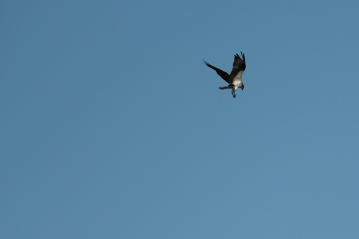 Osprey - ML646714650