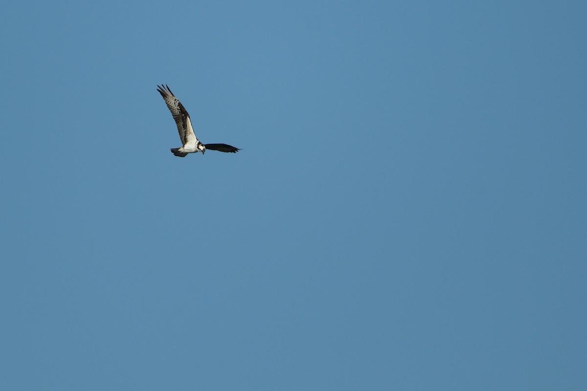 Osprey - ML646714651