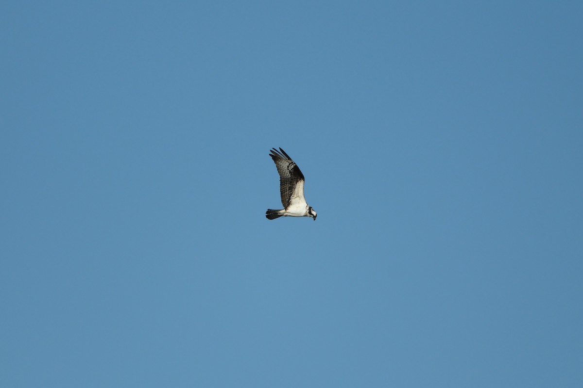 Osprey - ML646714652