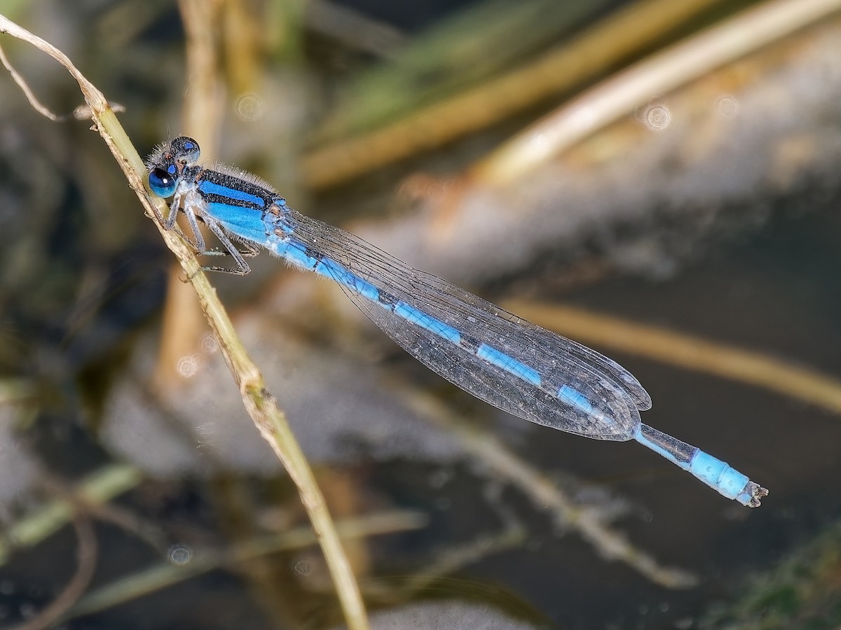 Familiar Bluet - ML646714653