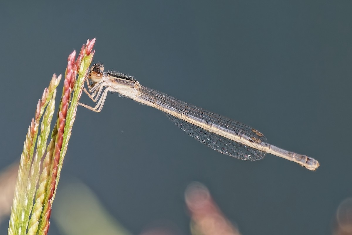Citrine Forktail - ML646714654