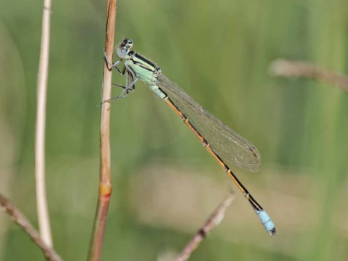 Desert Forktail - ML646714655