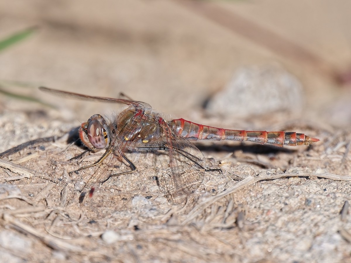 Variegated Meadowhawk - ML646714656