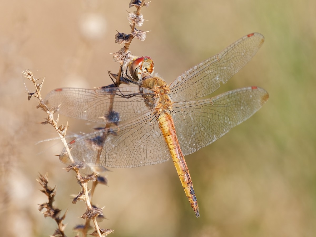 Wandering Glider - ML646714657