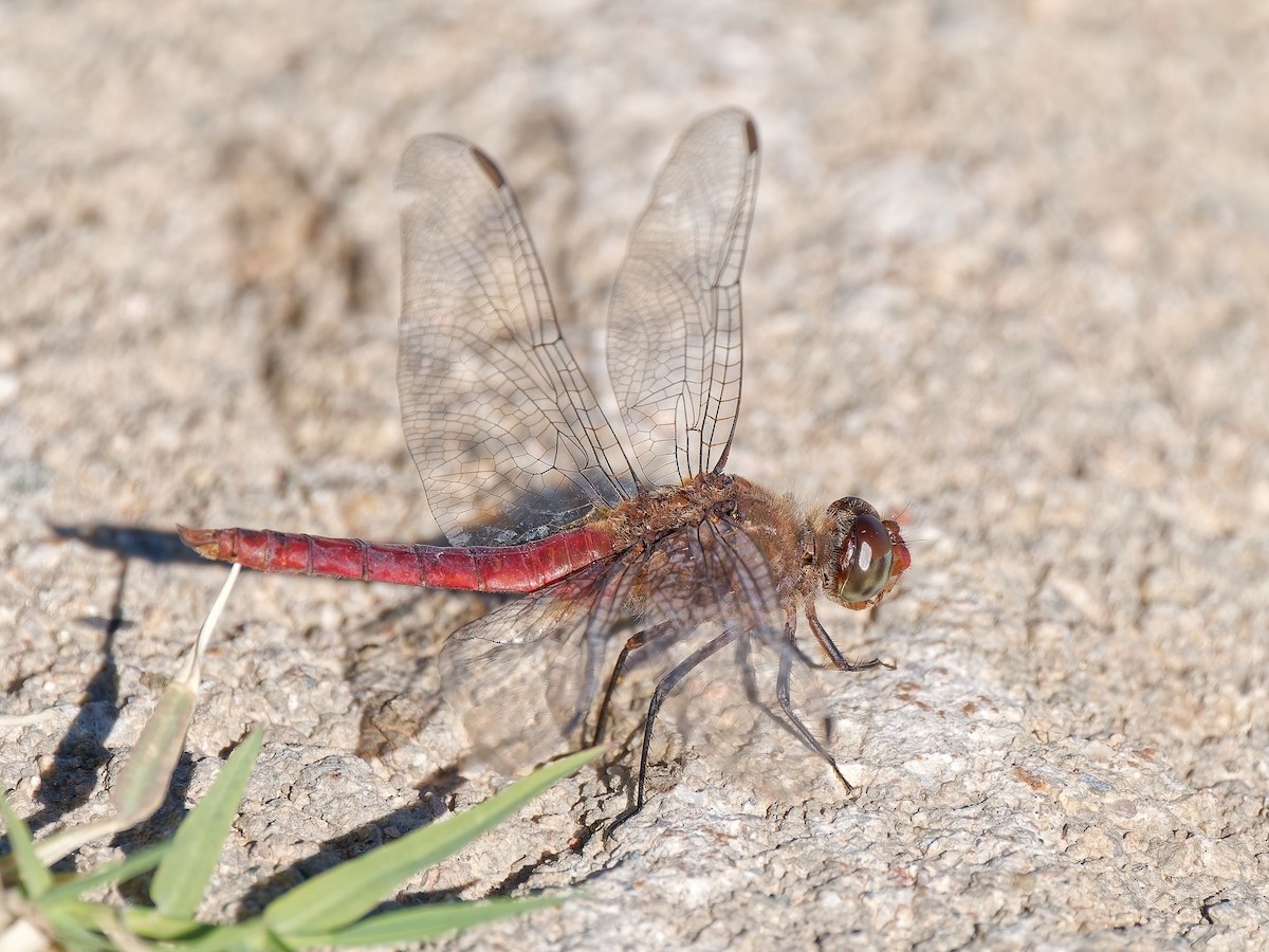 Red-tailed Pennant - ML646714658