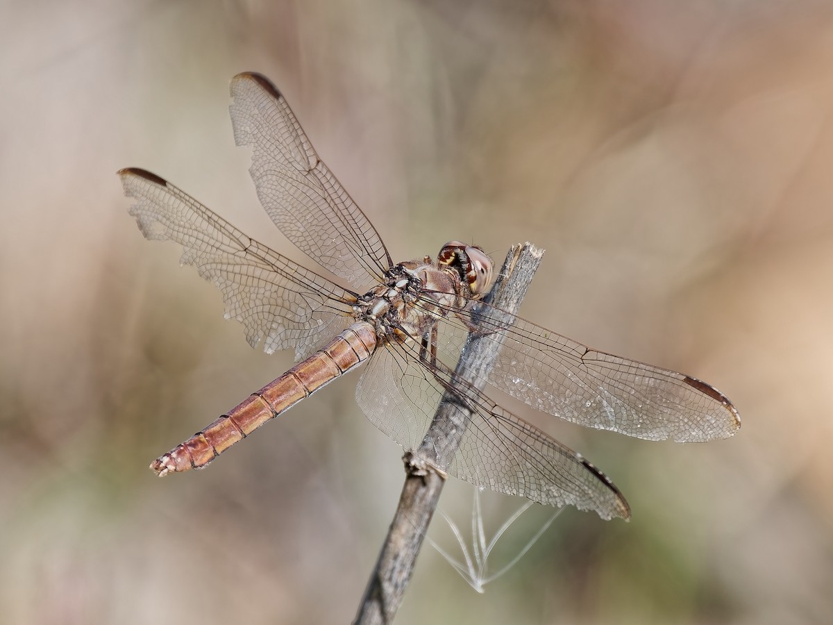 Roseate Skimmer - ML646714659