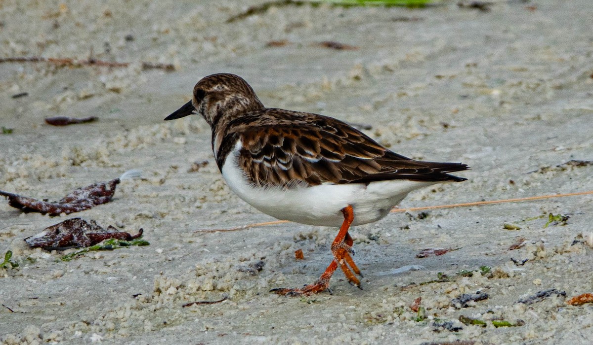 Ruddy Turnstone - ML646714664