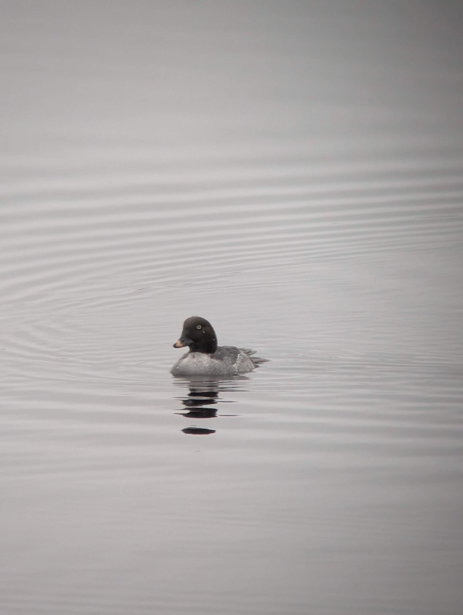 Common Goldeneye - ML646714665