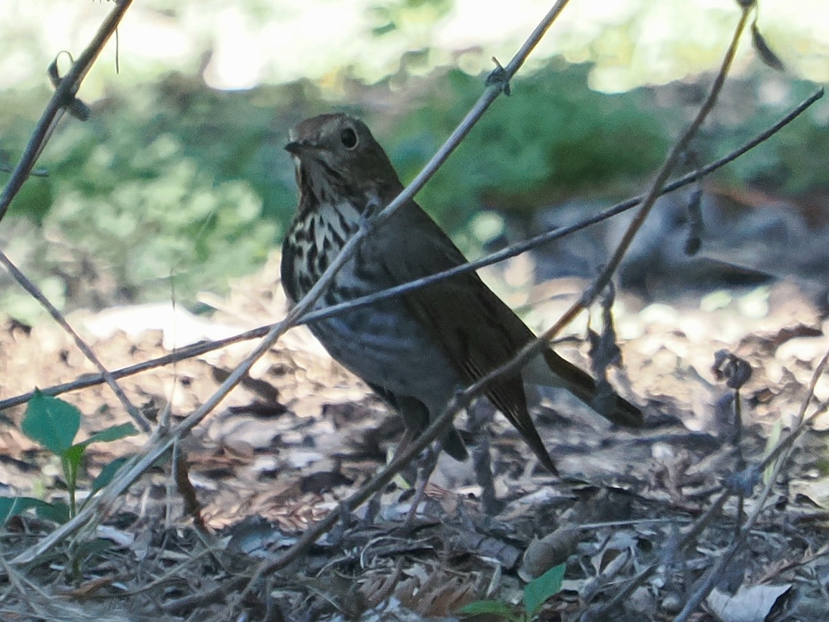 Hermit Thrush - ML646714666