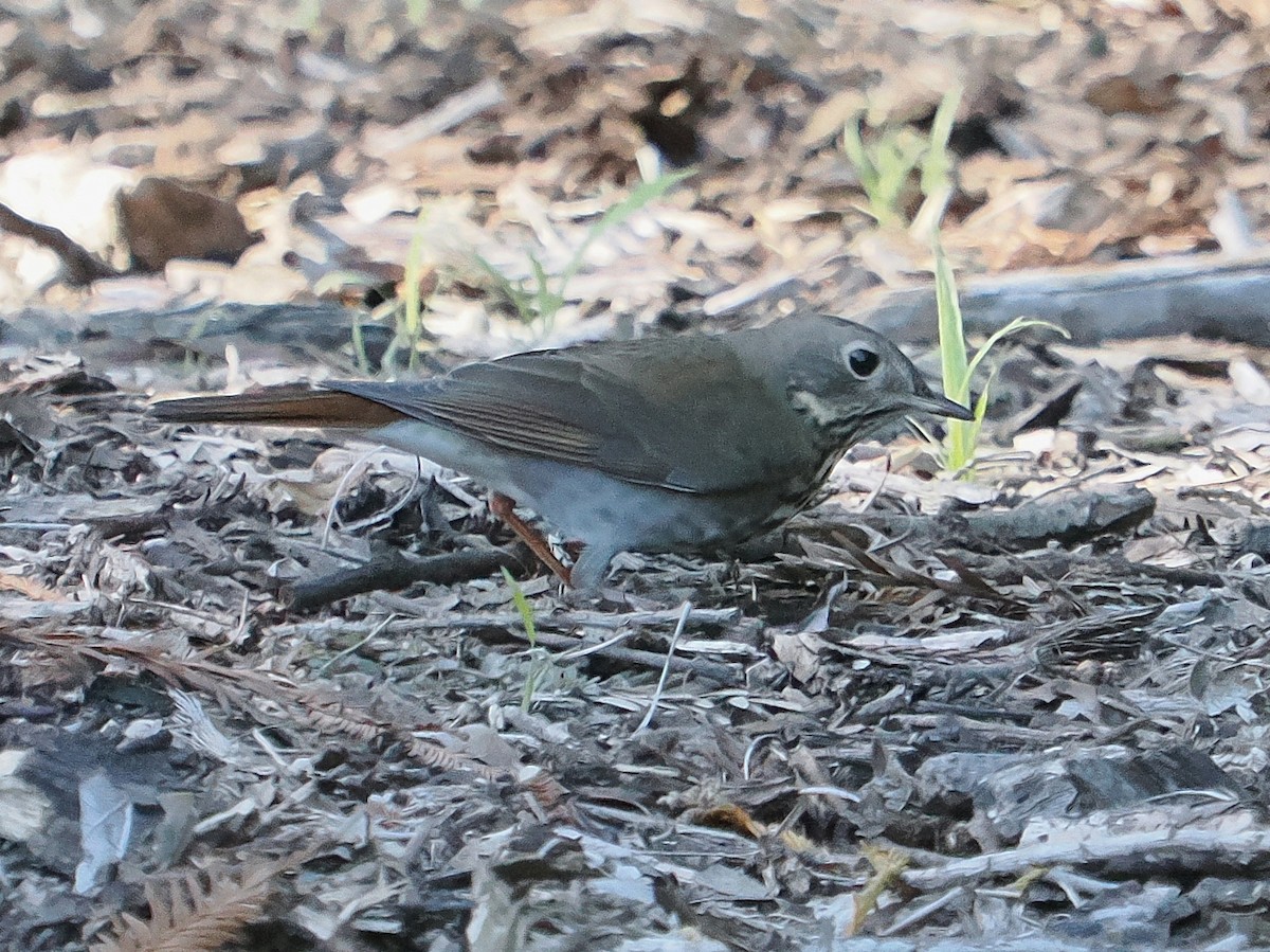 Hermit Thrush - ML646714667