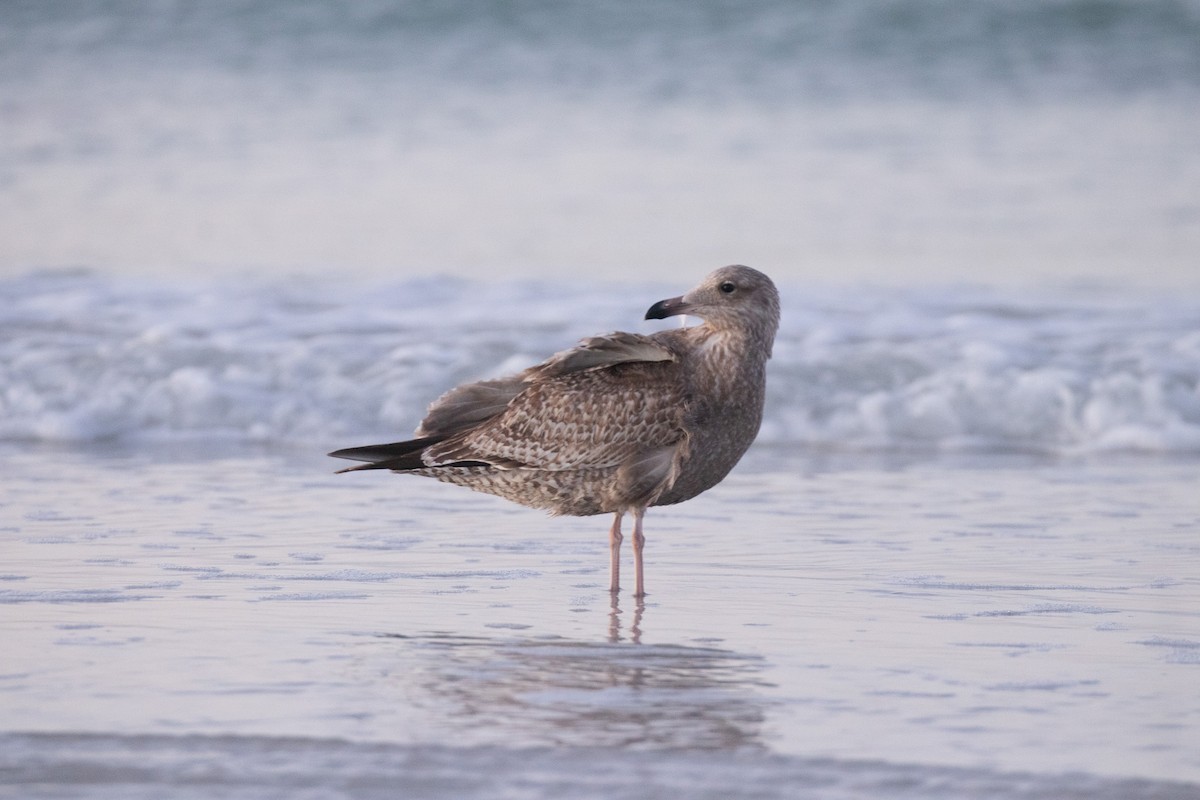 Amerika Gümüş Martısı - ML646714668