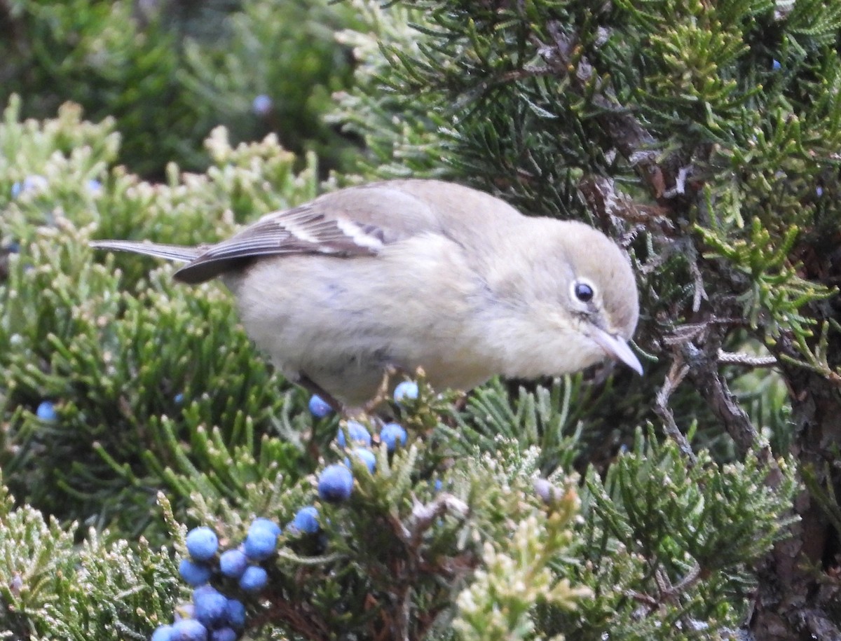 Reinita del Pinar - ML646714669