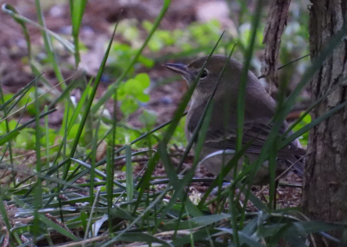 Reinita del Pinar - ML646714670