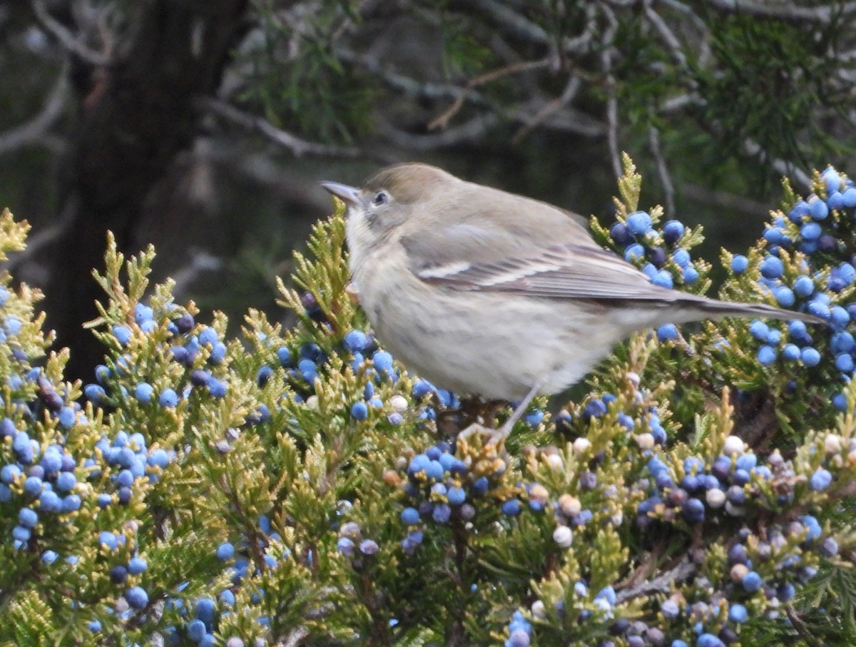 Reinita del Pinar - ML646714671
