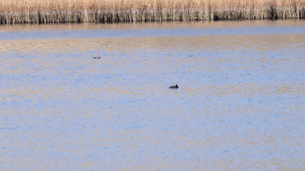 Negrón Careto - ML646714672