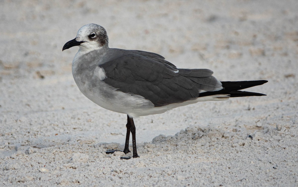 Laughing Gull - ML646714673