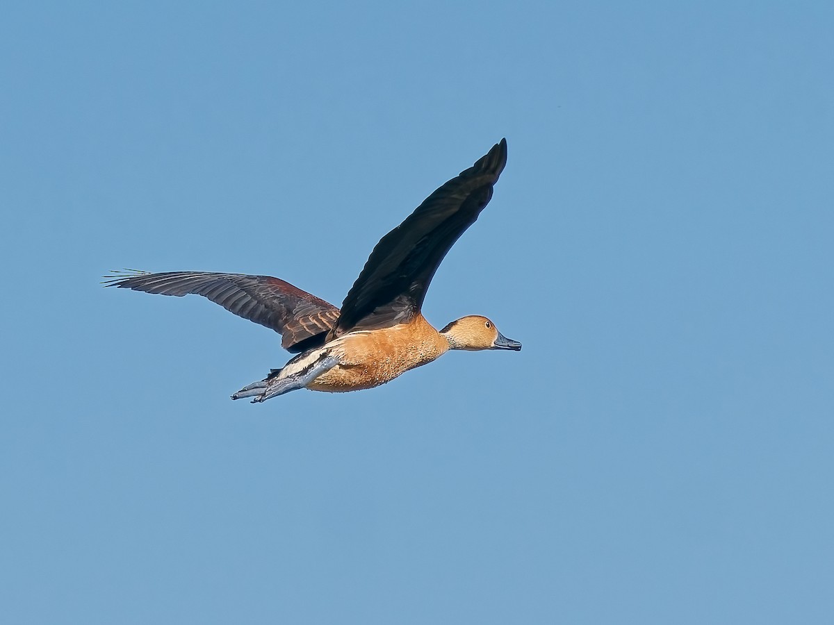 Fulvous Whistling-Duck - ML646714676