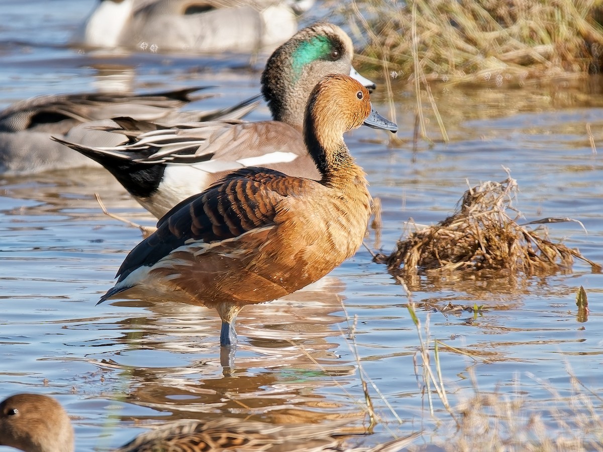 Fulvous Whistling-Duck - ML646714677