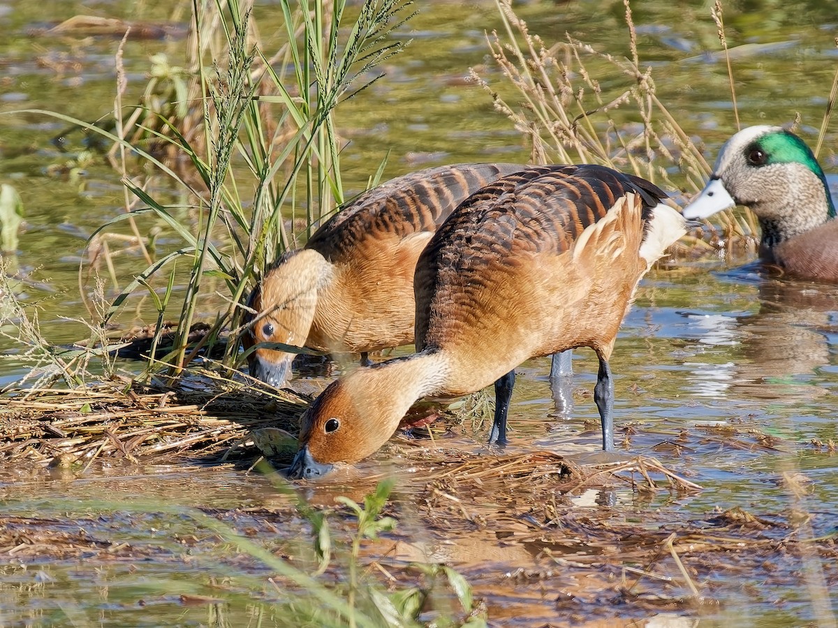 Fulvous Whistling-Duck - ML646714678