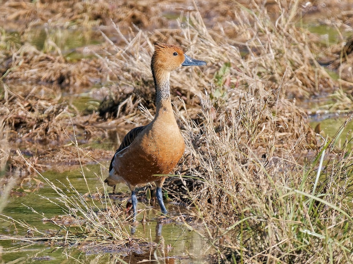 Fulvous Whistling-Duck - ML646714679