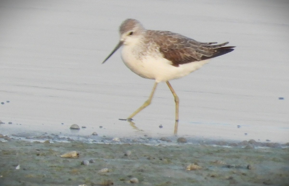 Marsh Sandpiper - ML646714680