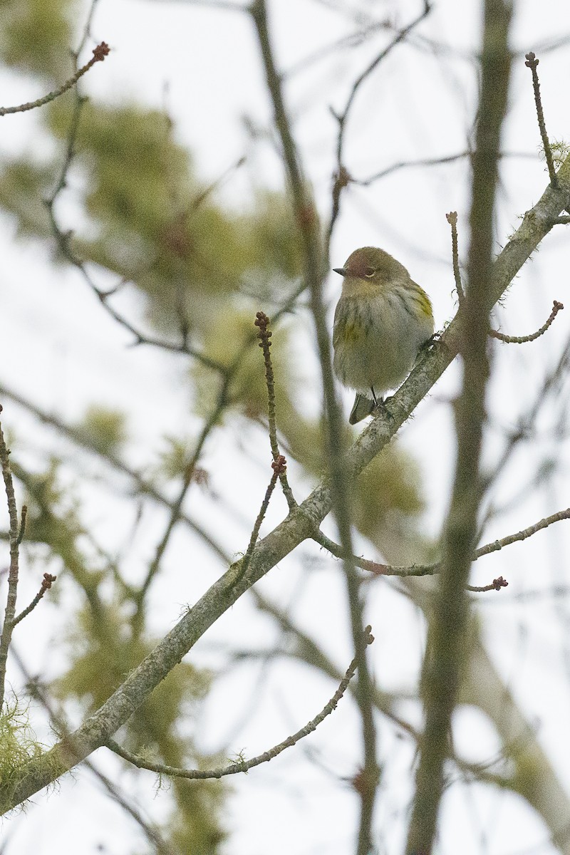 Пісняр-лісовик жовтогузий - ML646714681
