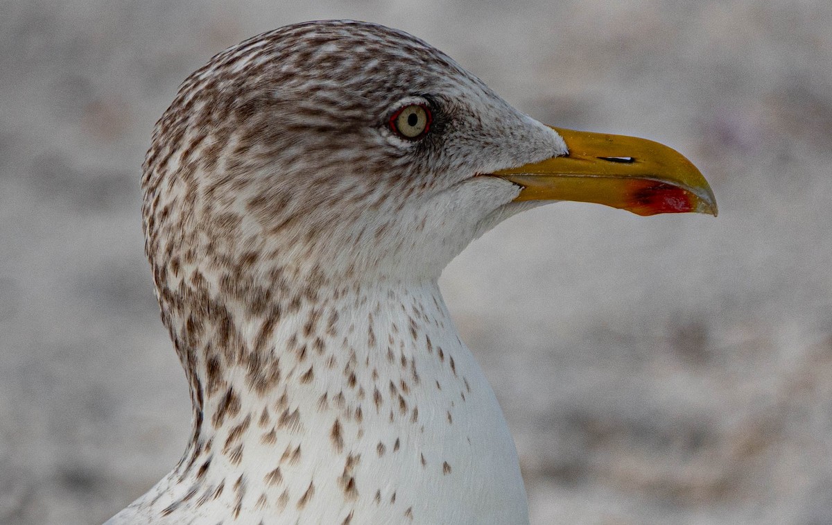 Lesser Black-backed Gull - ML646714682