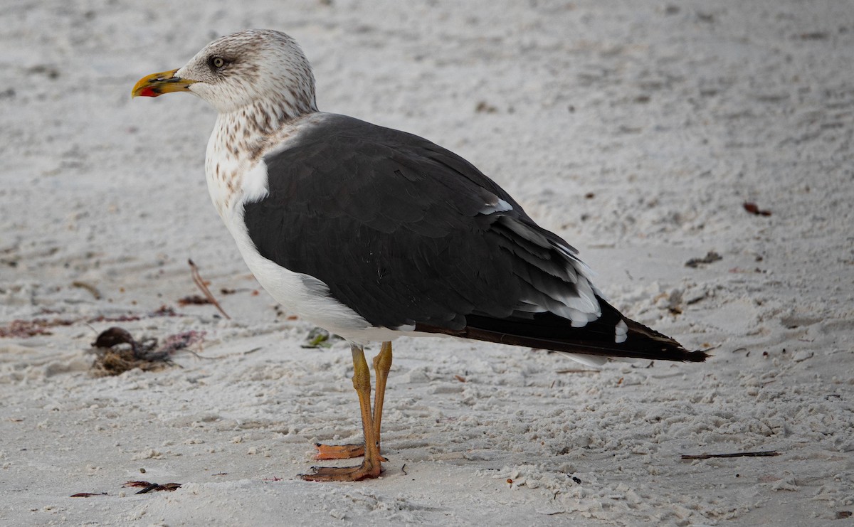 Lesser Black-backed Gull - ML646714683